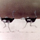 Thumb Zwei Strau�e auf der Etosha-Pfanne